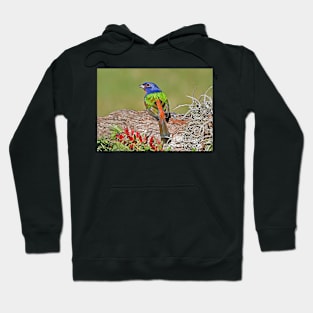 Painted Bunting Bird Photograph Notecard Hoodie